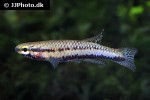aphyosemion bivittatum aphyosemion bivittatum