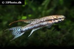 aphyosemion bivittatum aphyosemion bivittatum