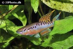 aphyosemion bivittatum aphyosemion bivittatum