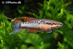 aphyosemion bivittatum aphyosemion bivittatum