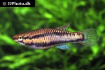 aphyosemion bivittatum aphyosemion bivittatum