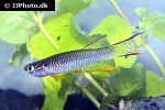 aphyosemion boehmi aphyosemion boehmi
