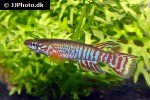 aphyosemion bualanum aphyosemion bualanum