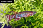 aphyosemion bualanum aphyosemion bualanum