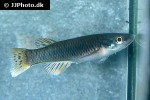 aphyosemion bualanum aphyosemion bualanum
