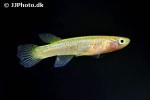aphyosemion calliurum aphyosemion calliurum