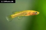 aphyosemion calliurum aphyosemion calliurum