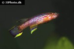 aphyosemion calliurum aphyosemion calliurum
