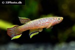 aphyosemion calliurum aphyosemion calliurum