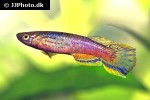 aphyosemion calliurum aphyosemion calliurum