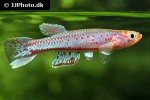 aphyosemion cameronense aphyosemion cameronense