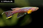 aphyosemion campomaanense aphyosemion campomaanense