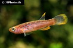 aphyosemion celiae winifredae aphyosemion celiae winifredae