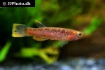 aphyosemion celiae winifredae aphyosemion celiae winifredae