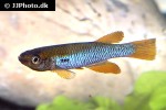 aphyosemion citrineipinnis aphyosemion citrineipinnis