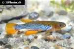aphyosemion citrineipinnis aphyosemion citrineipinnis