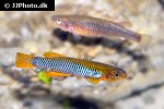 aphyosemion citrineipinnis aphyosemion citrineipinnis