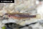 aphyosemion citrineipinnis aphyosemion citrineipinnis