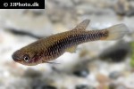 aphyosemion citrineipinnis aphyosemion citrineipinnis