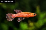 aphyosemion cyanostictum aphyosemion cyanostictum