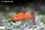 aphyosemion cyanostictum aphyosemion cyanostictum