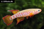 aphyosemion dargei aphyosemion dargei