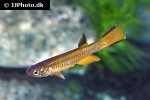 aphyosemion decorsei aphyosemion decorsei