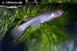 aphyosemion decorsei aphyosemion decorsei