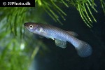 aphyosemion decorsei aphyosemion decorsei
