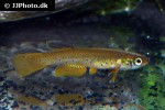 aphyosemion decorsei aphyosemion decorsei