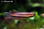 aphyosemion ecucuense aphyosemion ecucuense