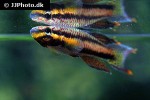 aphyosemion ecucuense aphyosemion ecucuense