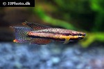 aphyosemion ecucuense aphyosemion ecucuense