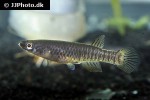 aphyosemion elberti aphyosemion elberti