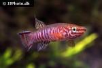 aphyosemion elberti aphyosemion elberti
