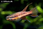 aphyosemion erythron aphyosemion erythron