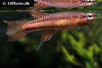 aphyosemion erythron aphyosemion erythron