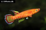 aphyosemion exiguum aphyosemion exiguum