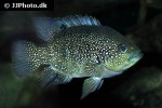 paratilapia bleekeri paratilapia bleekeri