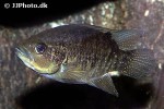 paratilapia bleekeri paratilapia bleekeri