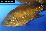 paratilapia polleni paratilapia polleni
