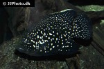 paratilapia polleni paratilapia polleni