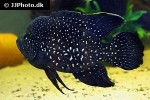 paratilapia polleni paratilapia polleni