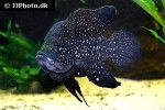 paratilapia polleni paratilapia polleni