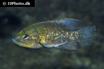 paratilapia polleni paratilapia polleni