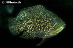 paratilapia species andapa paratilapia species andapa