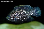 paratilapia species andapa paratilapia species andapa