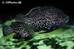 paratilapia species andapa paratilapia species andapa