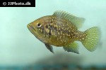 paratilapia species andapa paratilapia species andapa