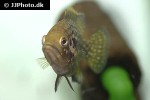 paratilapia species andapa paratilapia species andapa